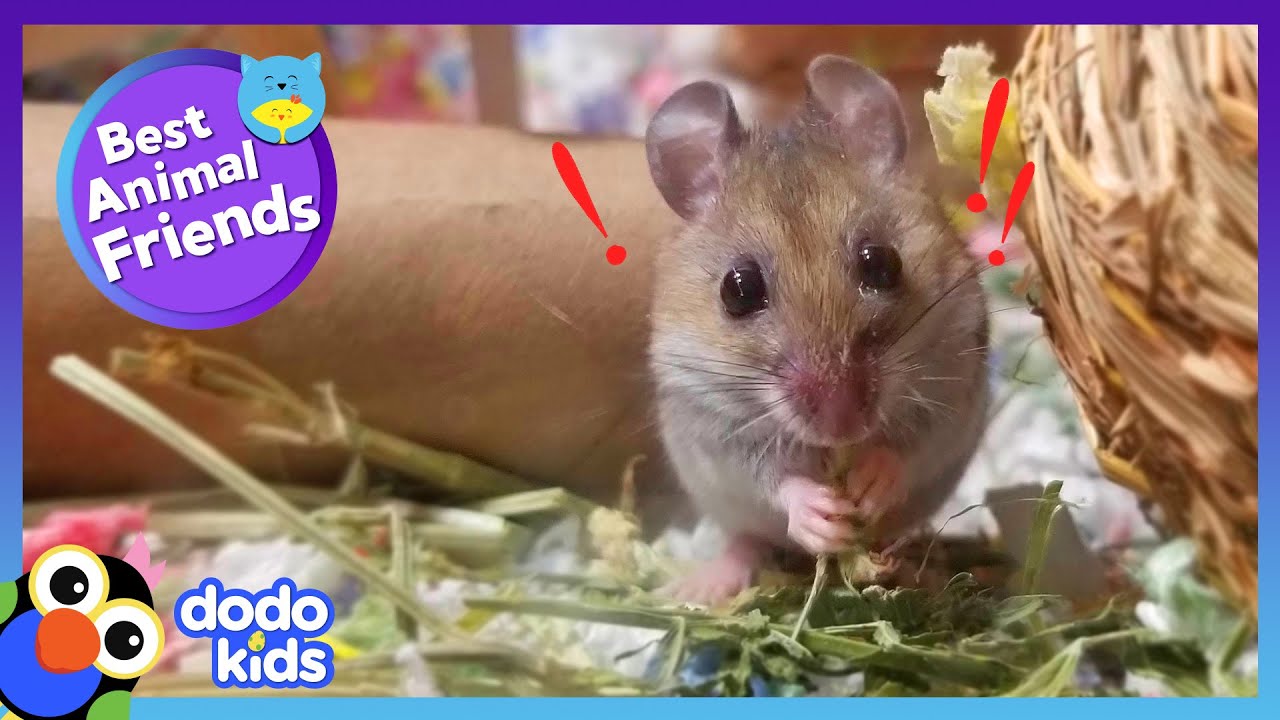Eeek! This Mouse Is Afraid Of &mdash; Mice?! | Dodo Kids | Best Animal Friends