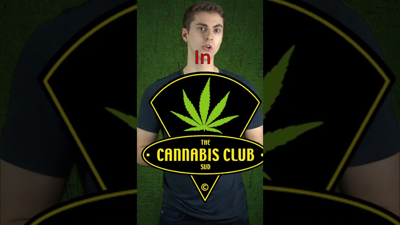 Cannabis Legalisierung in Deutschland! #politik #2024 #information