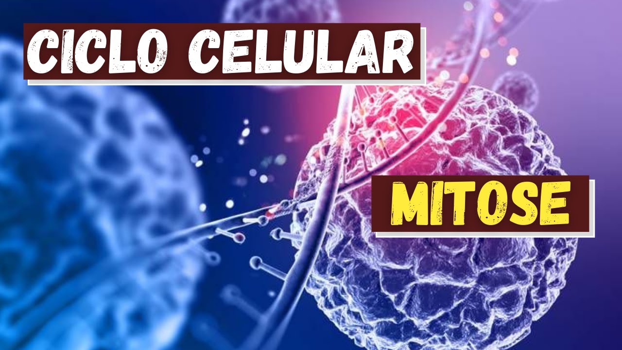 Ciclo celular e mitose - Fisiologia Humana