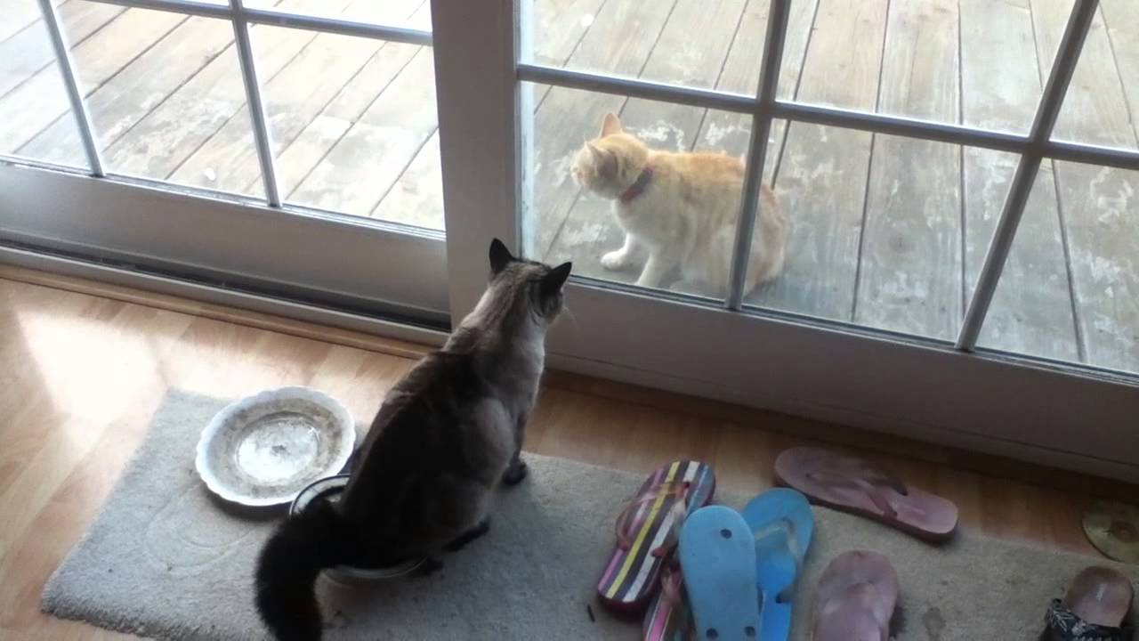 Cats Fight Through Window