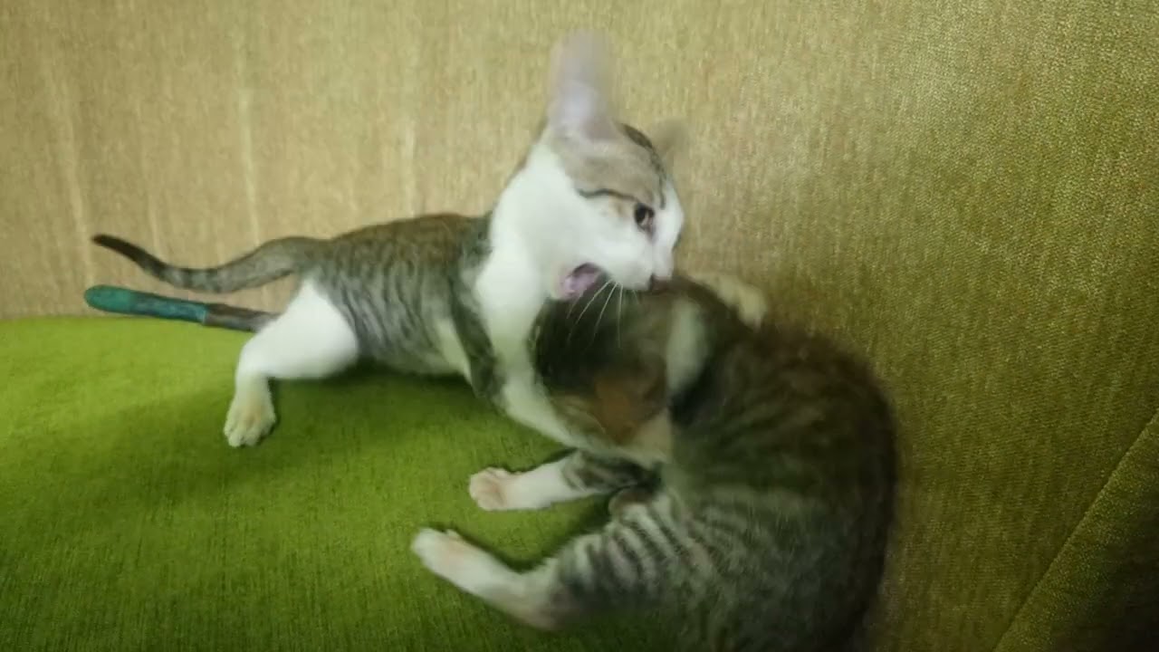What ever happens in the world 🌍 we fight for nothing 🦝🐱🐈