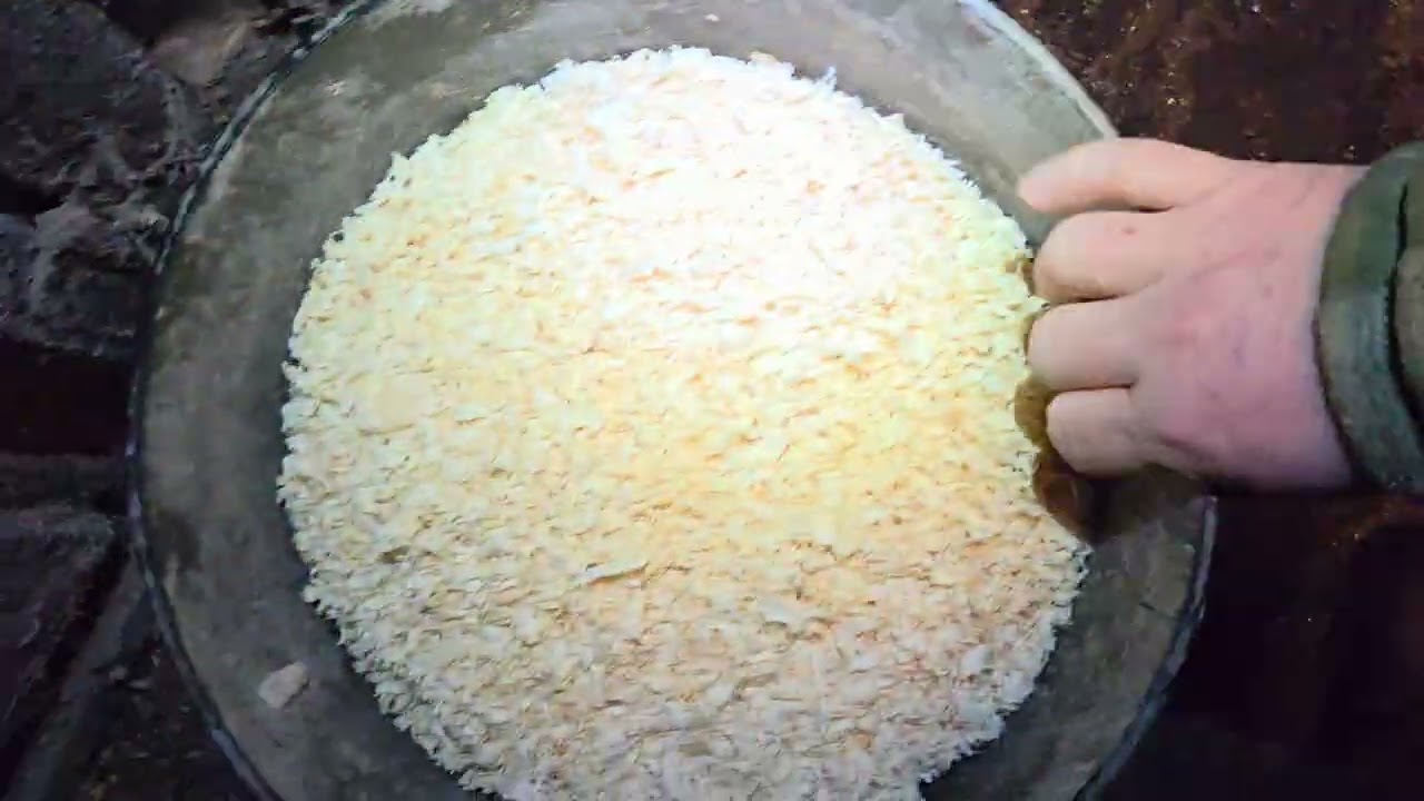 Поросята породи велика біла+максимус