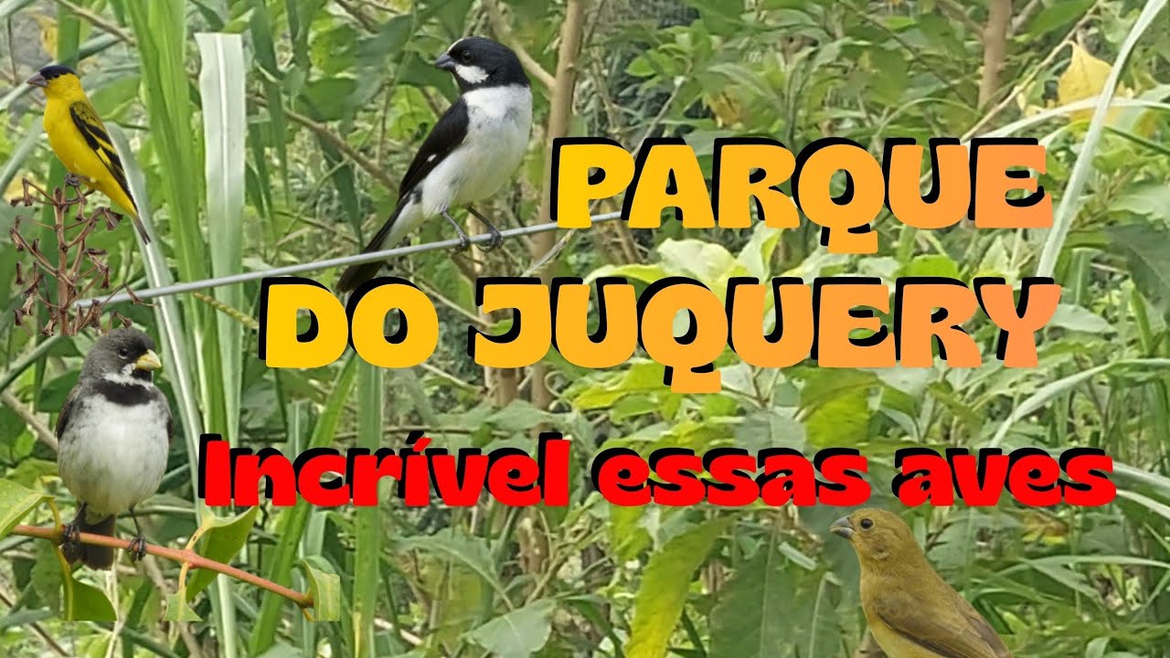 Coleiro, Bigodinho e Outras aves soltas no Parque do Juquery