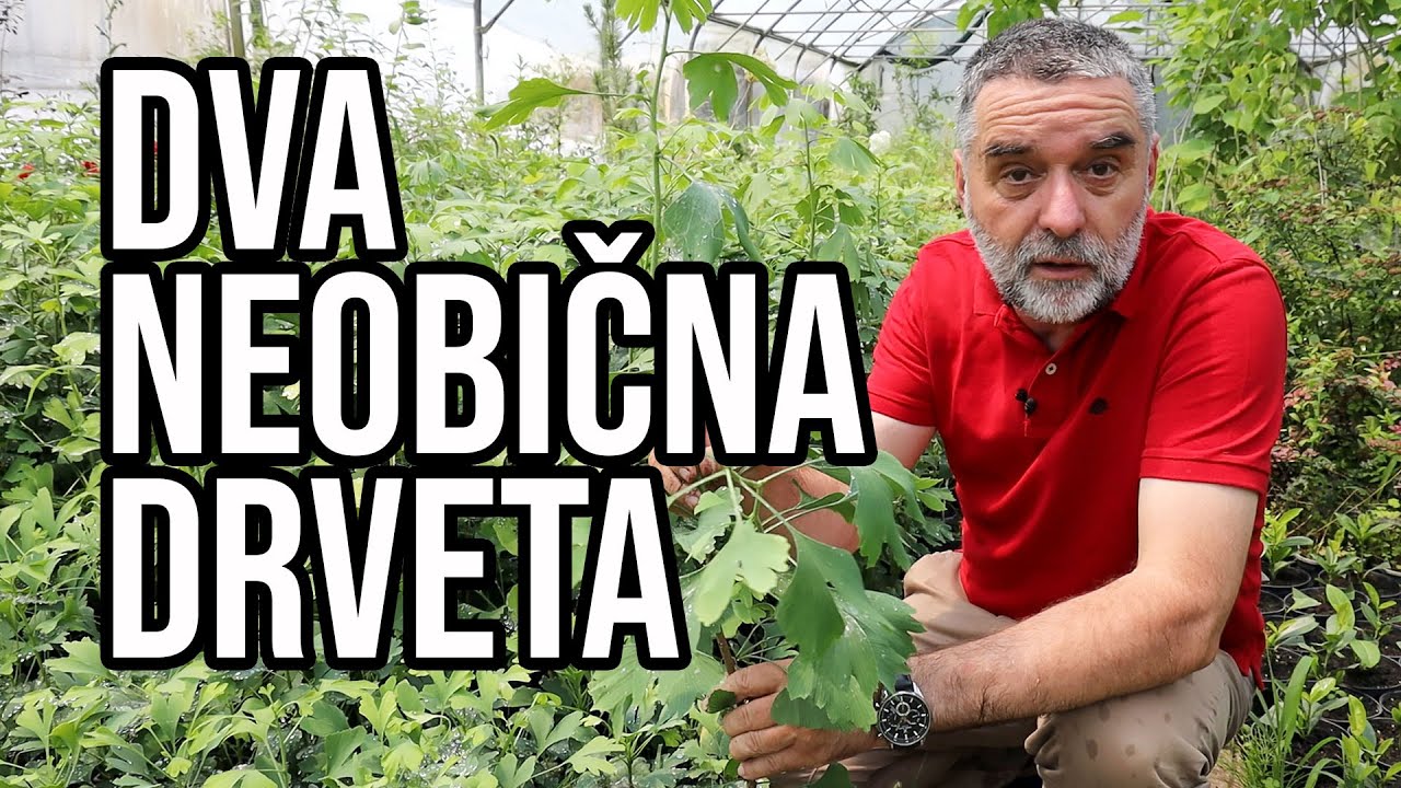 Dva neobična drveta