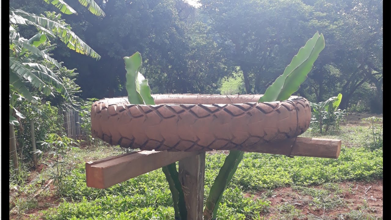 Pitaya Como colocar o pneu na base superior  e a importância da poda para formacao da copa