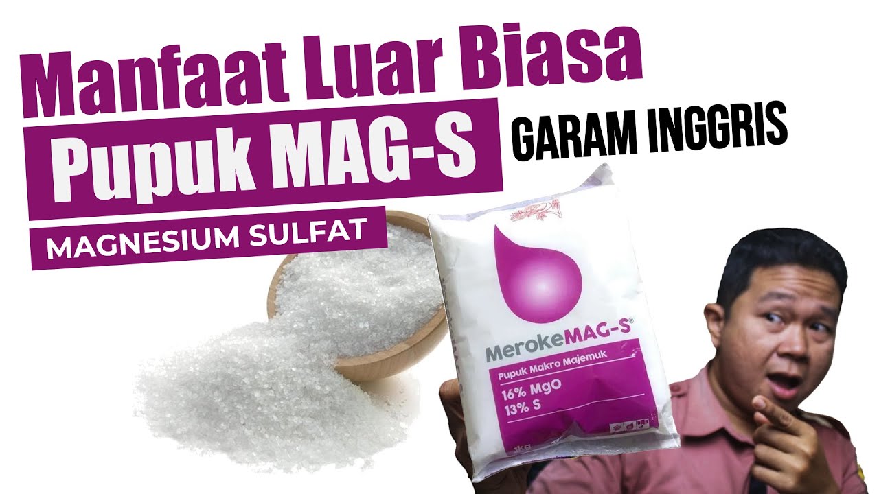 Ajaib.!!! Manfaat Luar Biasa Pupuk MAG-S / Magnesium Sulfat | Agar Tanaman Subur, Sehat, dan Kuat