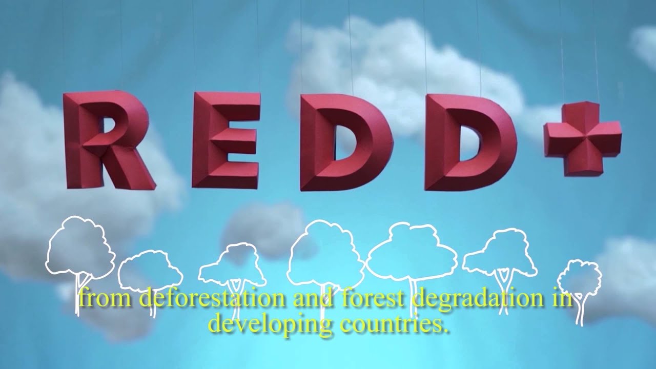 UN-REDD Video