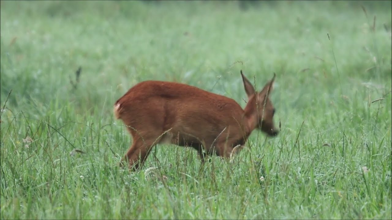 Rehwild in der Rietberger Emsniederung 2; Roebuck barking,Rehbock schreckt
