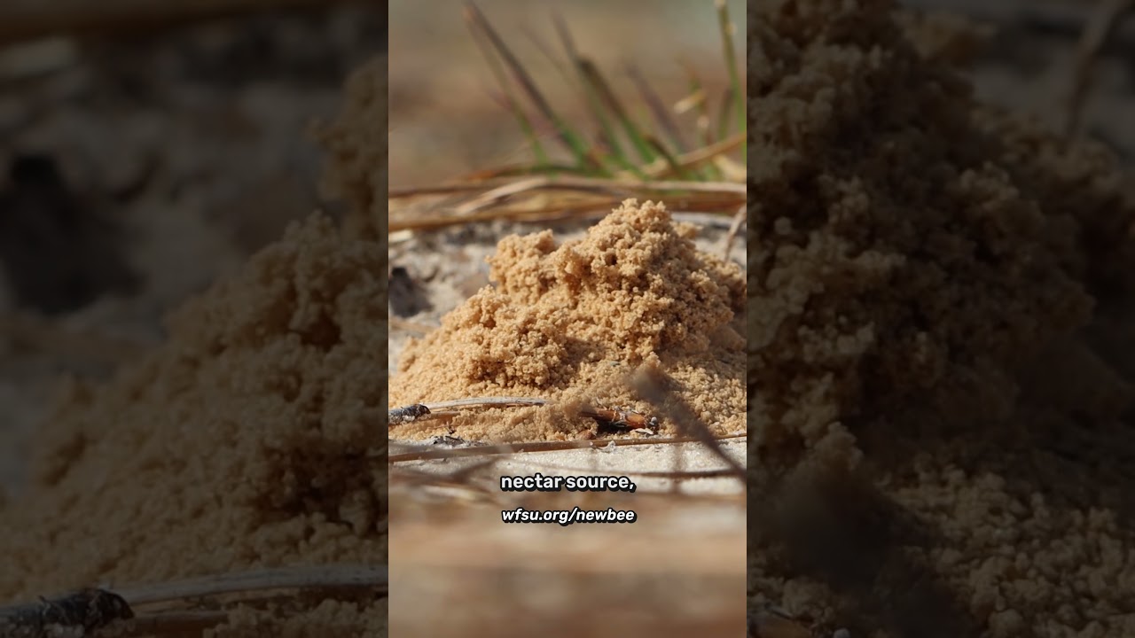 Meet the rare sandhills cellophane bee