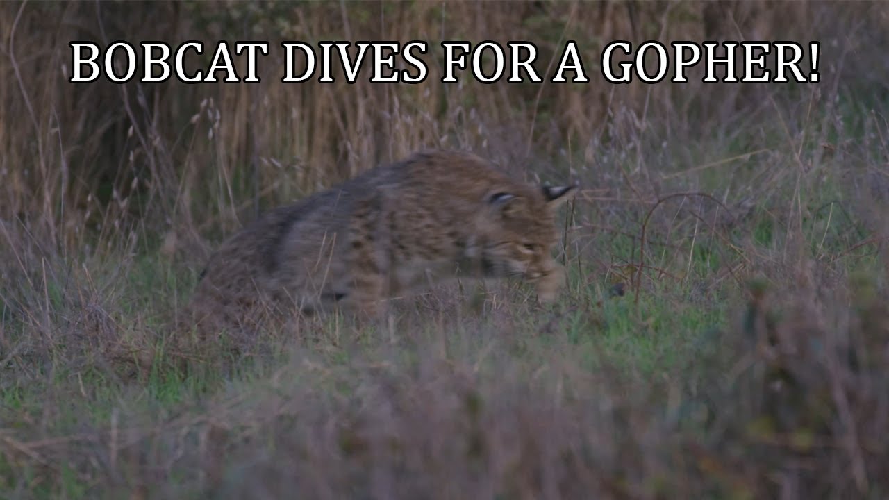Bobcat hunting gophers in Point Reyes National Seashore