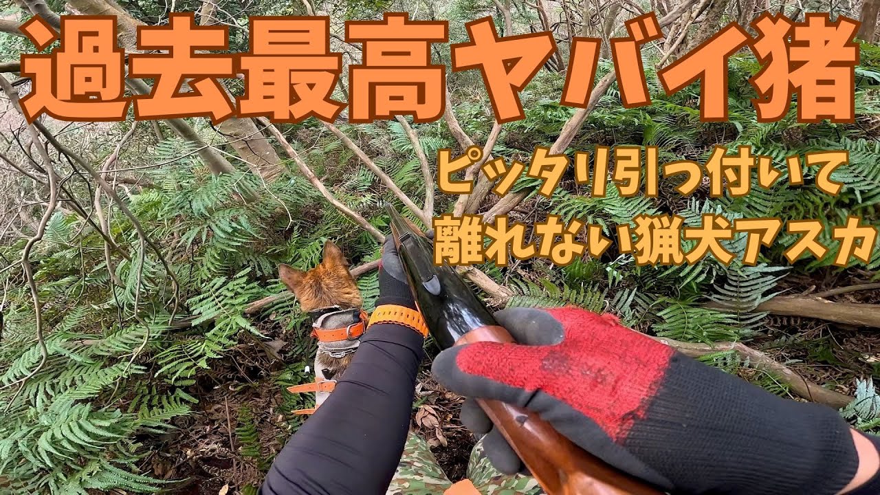 シダの中の凶暴イノシシに反撃されて。猟師にピッタリくっ付いて離れない猟犬アスカ