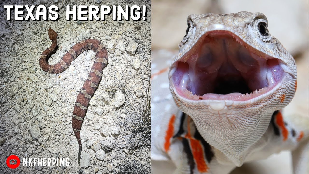 Stunning Trans-Pecos Copperhead, Collared Lizard, and Green Snake in the Desert! West Texas Herping