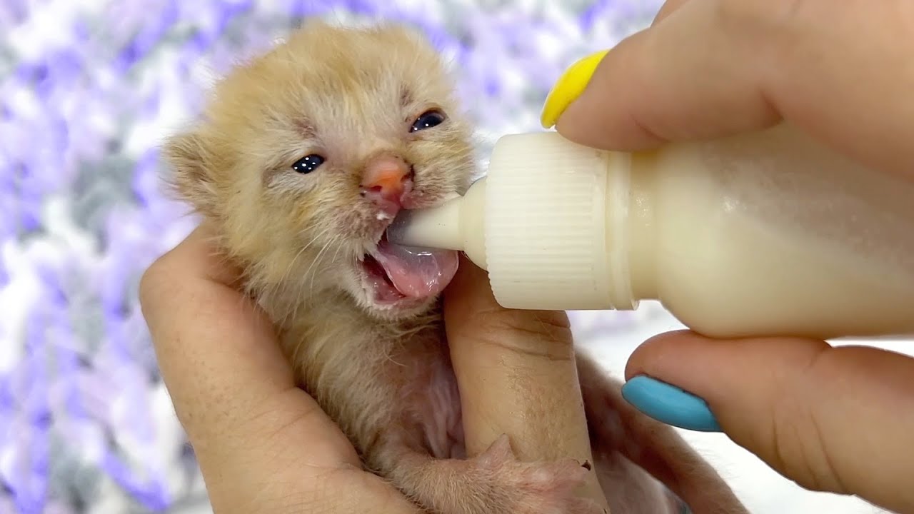 Мама-кошка отказывается кормить котят: кормление из бутылочки и уход за новорожденными