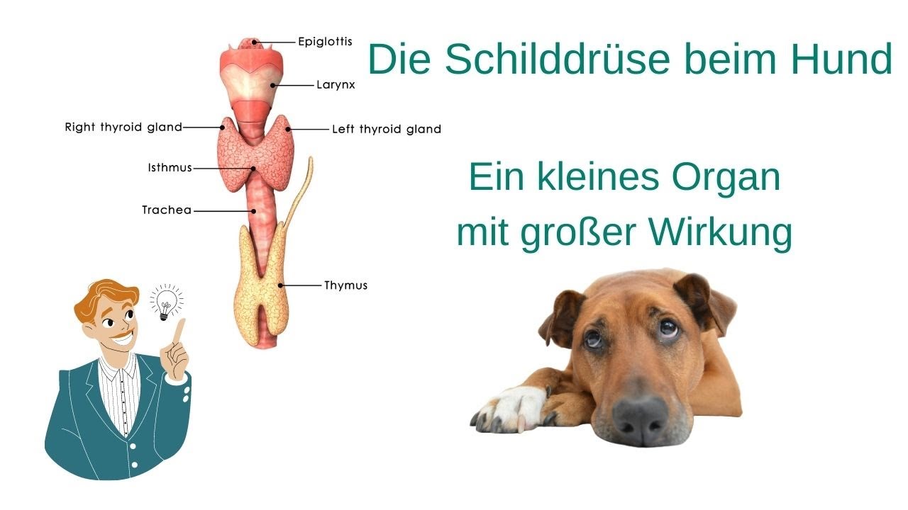 Die Schilddrüse beim Hund - ein kleines Organ mit großen Aufgaben