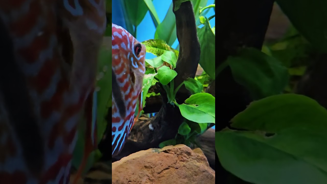 الدسكس يبيض في الحوض الجماعي ( الكومينيتي تانك) ما العمل وكيف ننقل الزوجين + علاج سمكة مريضة