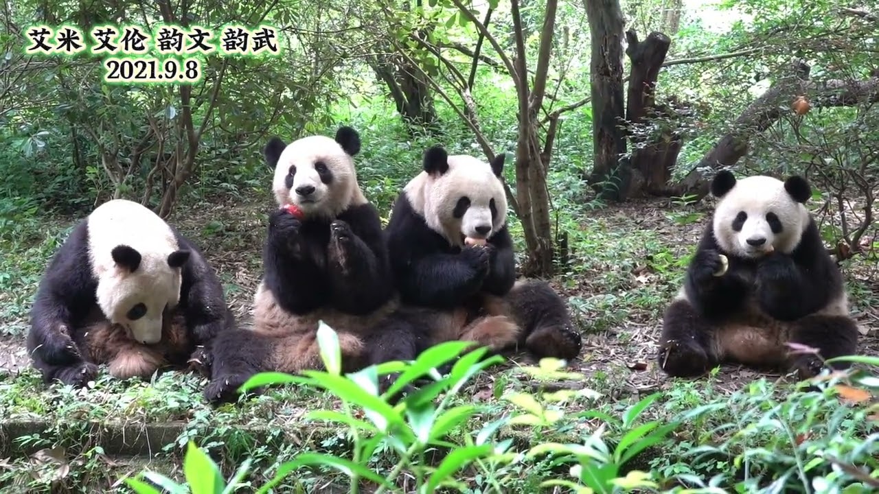 #国宝大熊猫 #cutepanda #funnyvideo 有几年没看到谭爷爷钓猫了，只能翻出旧视频回味一下，黑熊园艾米艾伦、韵文韵武排排坐吃果果。