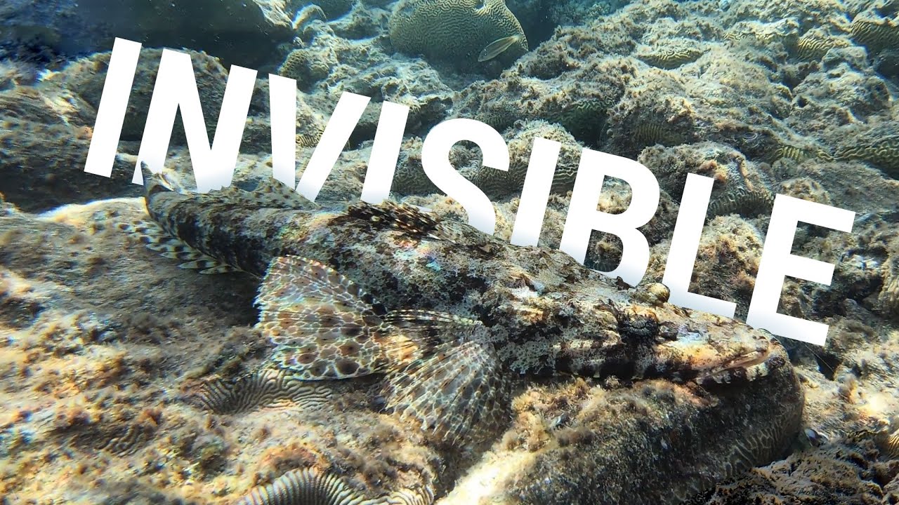 Tentacled Flathead has the most beautiful camouflage! Coral reef Red Sea