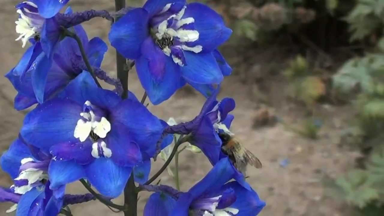 Bienenweide Pflanzen bei Stauden Junge