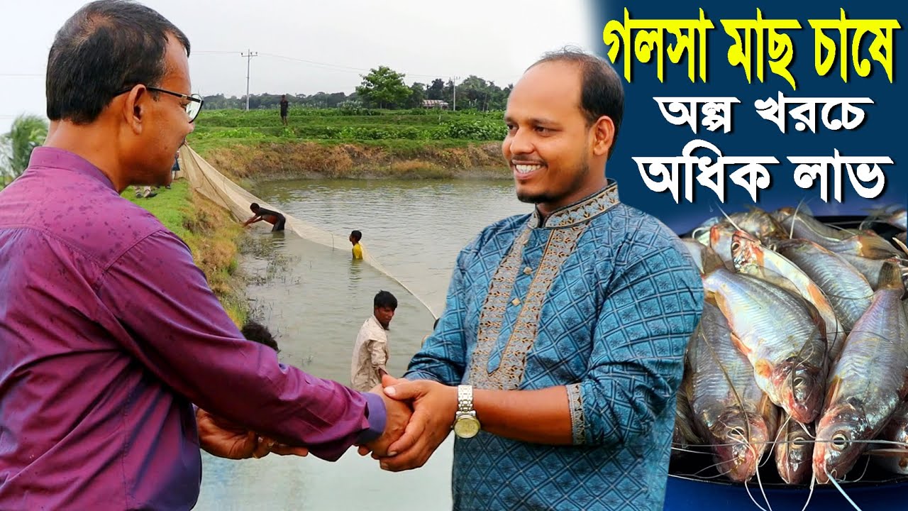 1077-স্বল্প বিনিয়োগে অধিক মুনাফা করতে গলসা মাছ চাষ করুন -র.ই মানিক চিত্রপুরী Chitrapuri Krishichitra