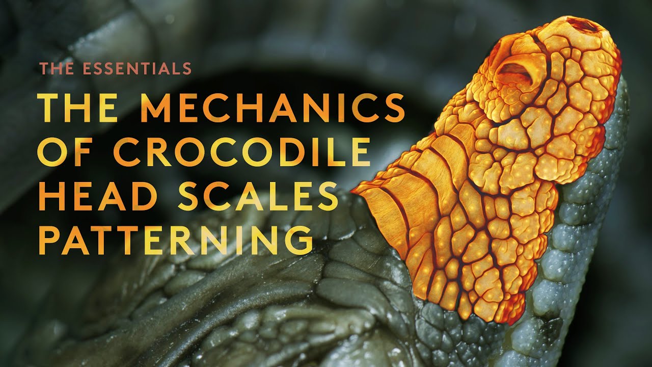 The mechanics of crocodile head scales patterning: [The Essentials]
