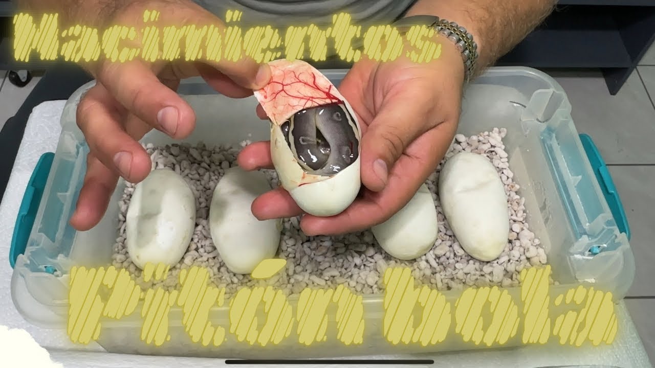 Llego a término la puesta tenemos crías de pitón bola!!!!