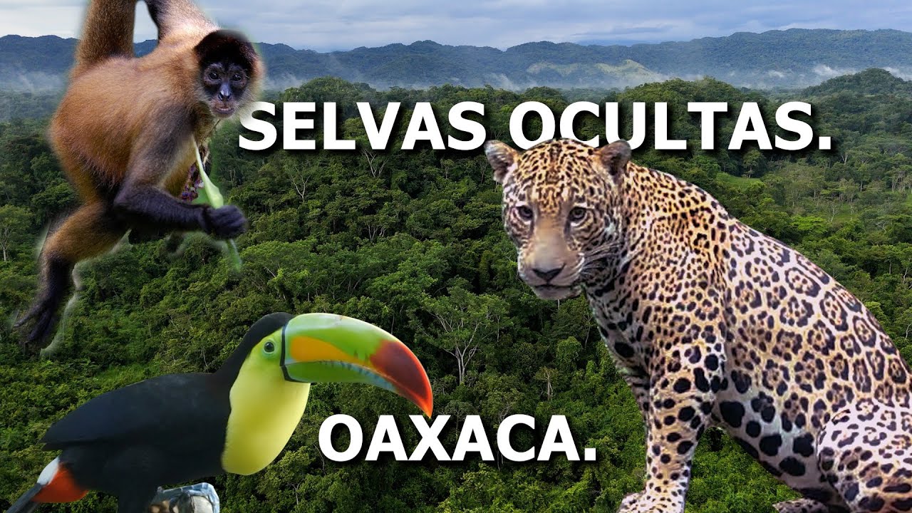 Oaxaca SALVAJE  ||  Las ULTIMAS SELVAS VIRGENES de Mexíco.