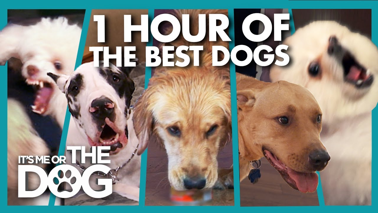 The TOP 5 Badly Behaved Dogs of 2019 | It's Me or The Dog
