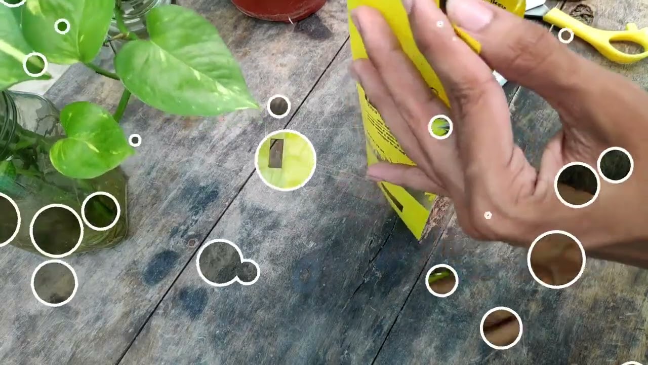 Use of Fruit fly trap