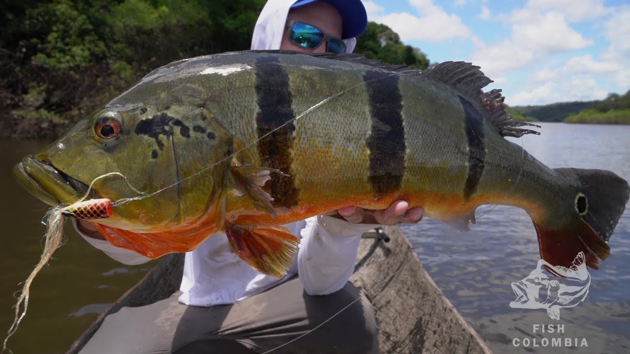 THE BEST PEACOCK BASS FLY FISHING VIDEO EVER
