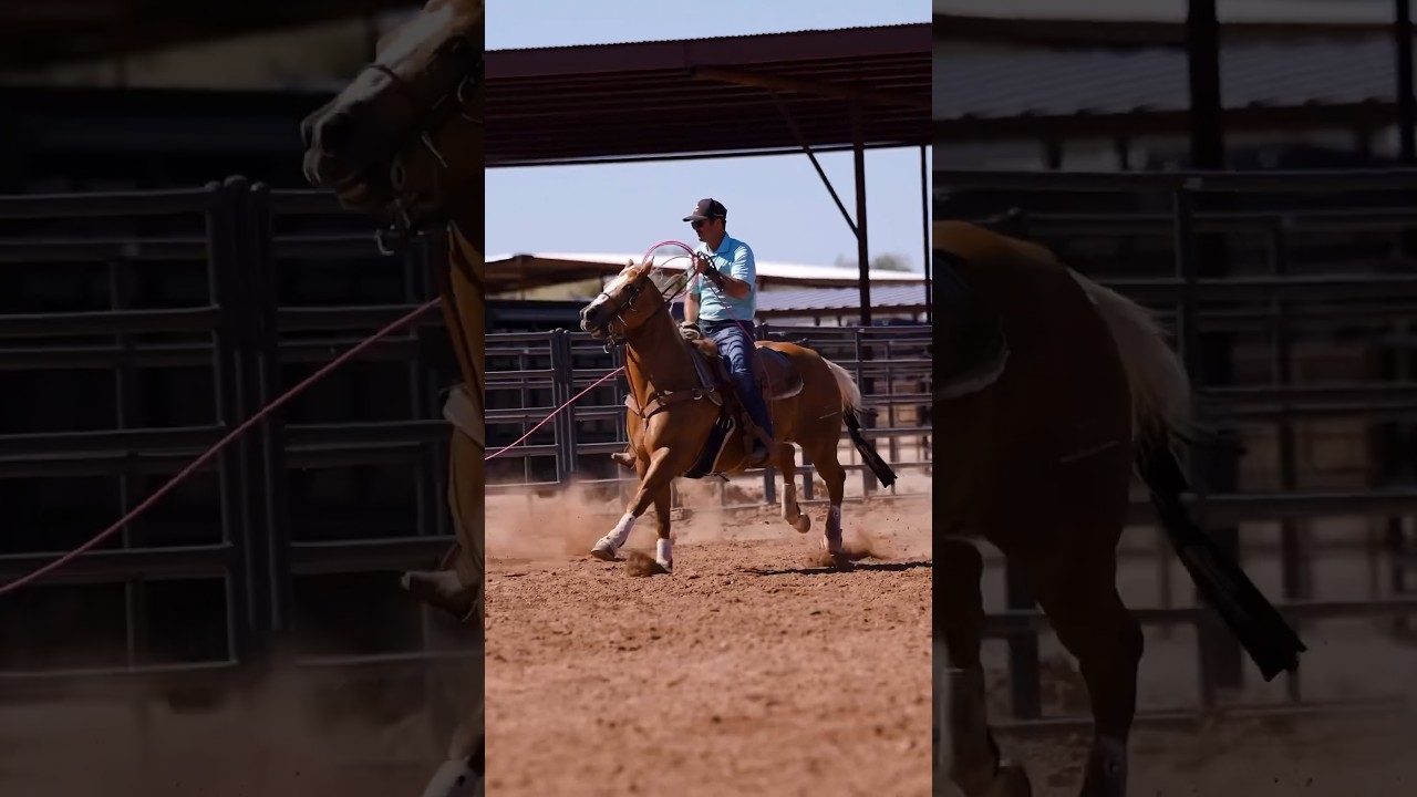 #teamroping #quarterhorse #aqua #horse #equestrian