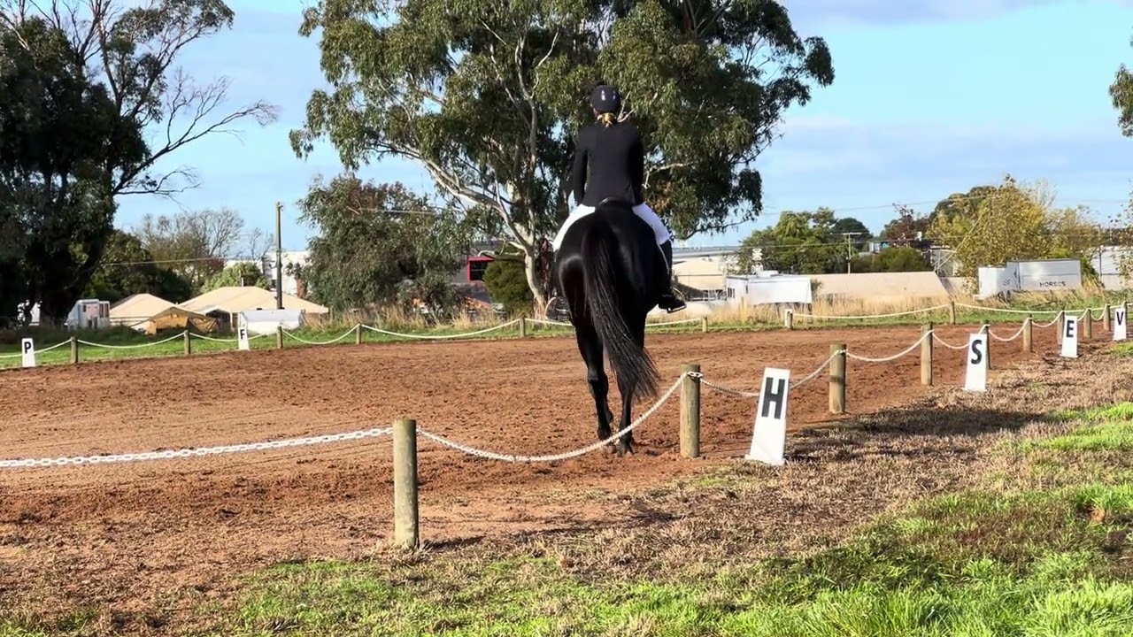 Just Before Dark- 66.94%-1* Dressage