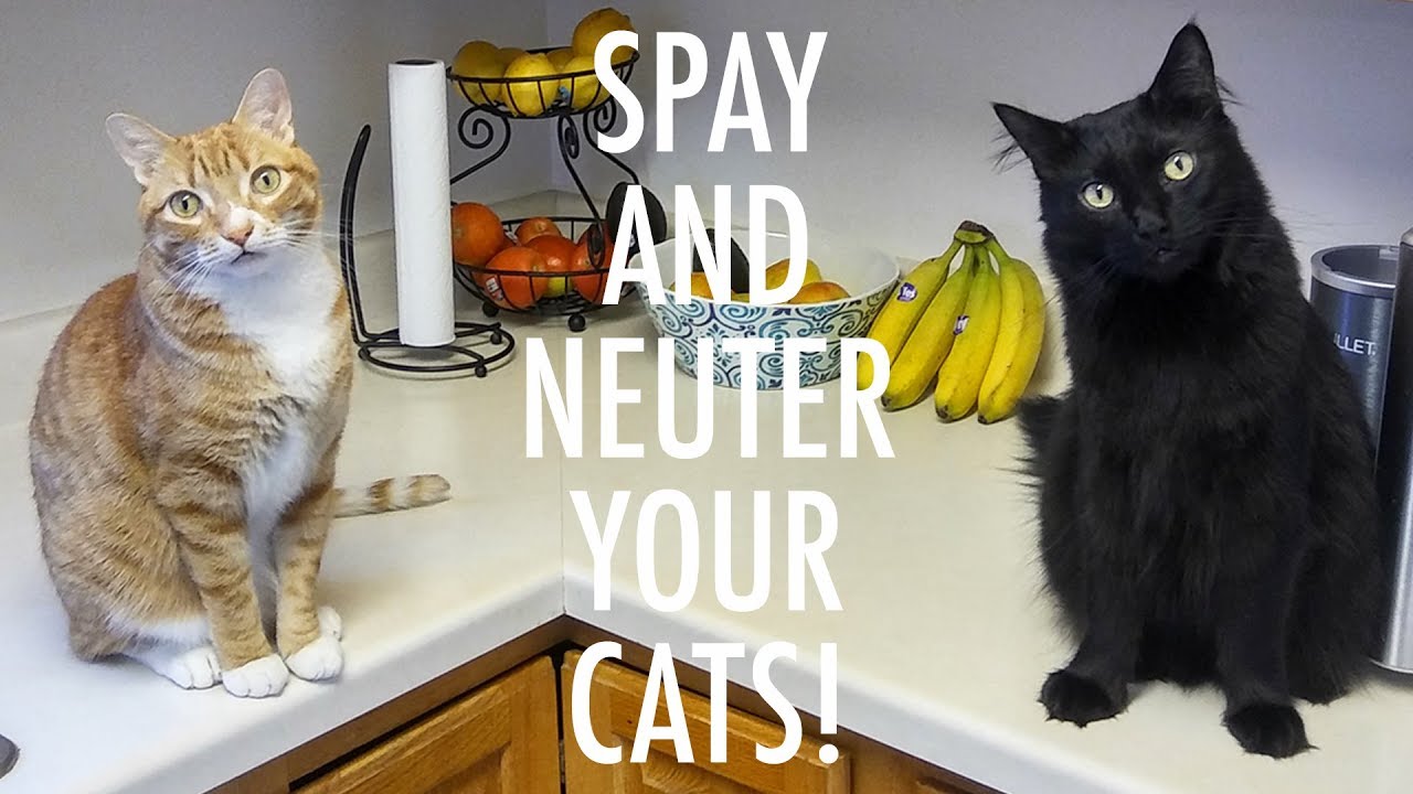 SPAY and NEUTER your CATS! - ft. Jackson Galaxy
