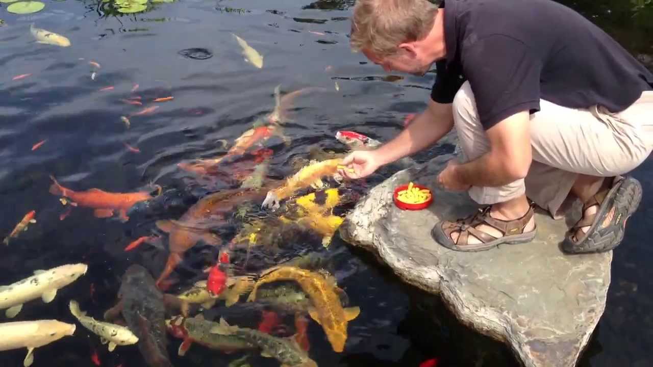 Koi Fish York PA Koi Pond Care Koi Feeding Splash Supply Co