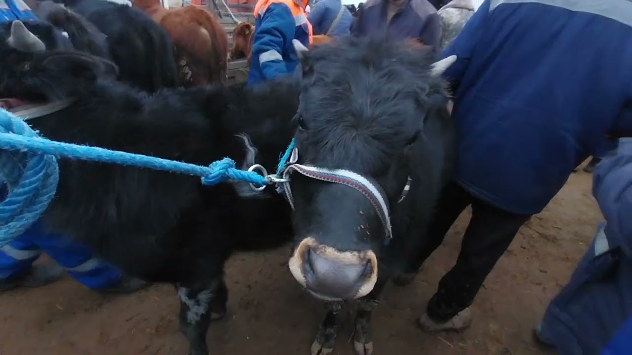 21.01.2026 ПИР БОЗОРДАГИ БОКИЛАДИГАН ЁШ БУКАЛАР НАРХЛАРИ.