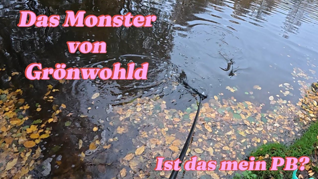 Forellenangeln im Angelparadies Grönwohld, klares Wasser kampfstarke Fische! #riesenforelle