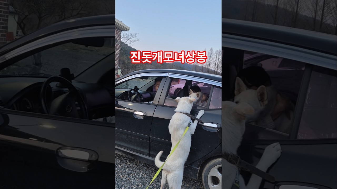 진돗개모녀상봉 #진돗개아기 #강아지 #반려견 #강아지산책#강아지일상