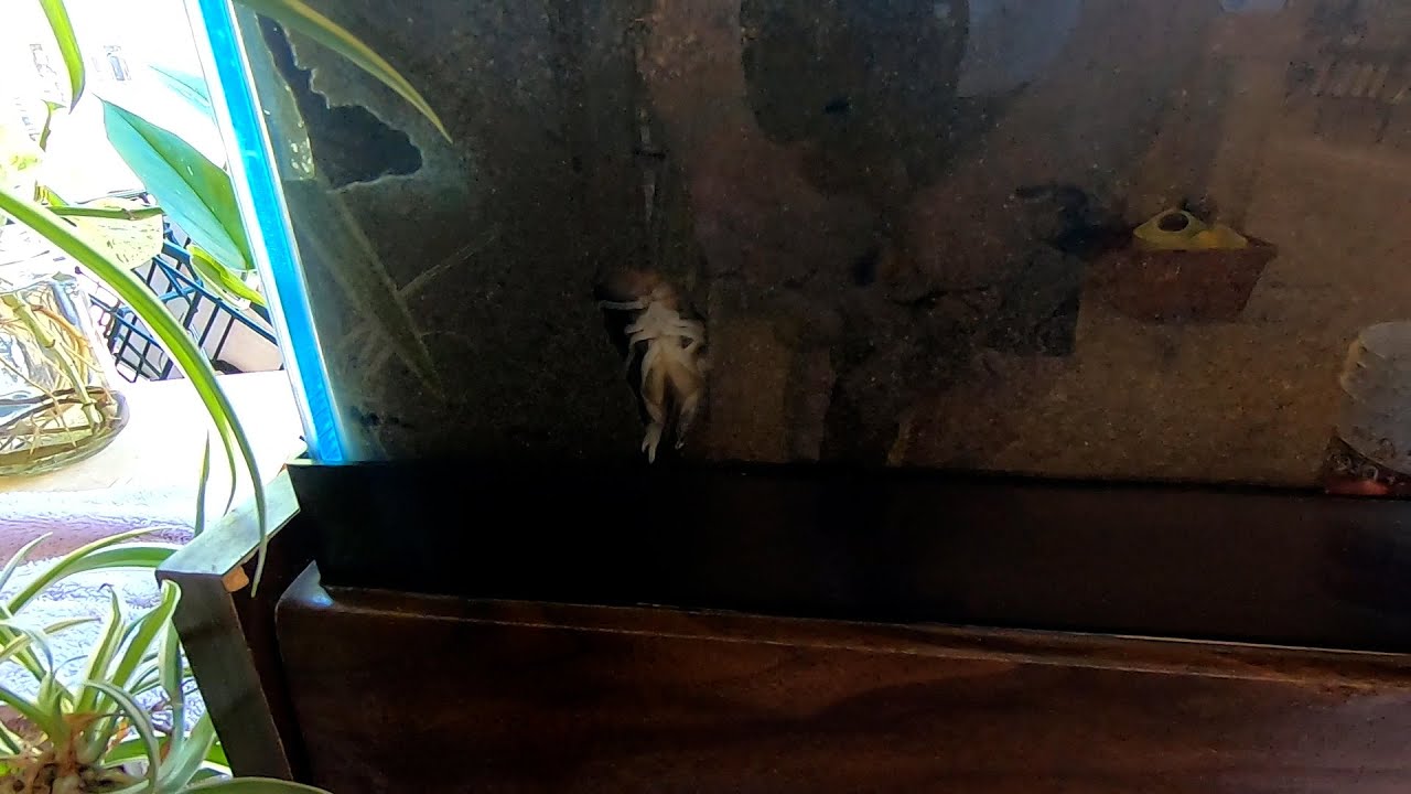 Sand Shrimp Project (Time To Think Outside The Box)