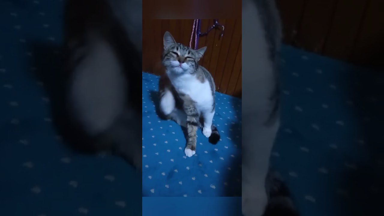 Süpriz sonlu bol kedili video #kedi #cat 