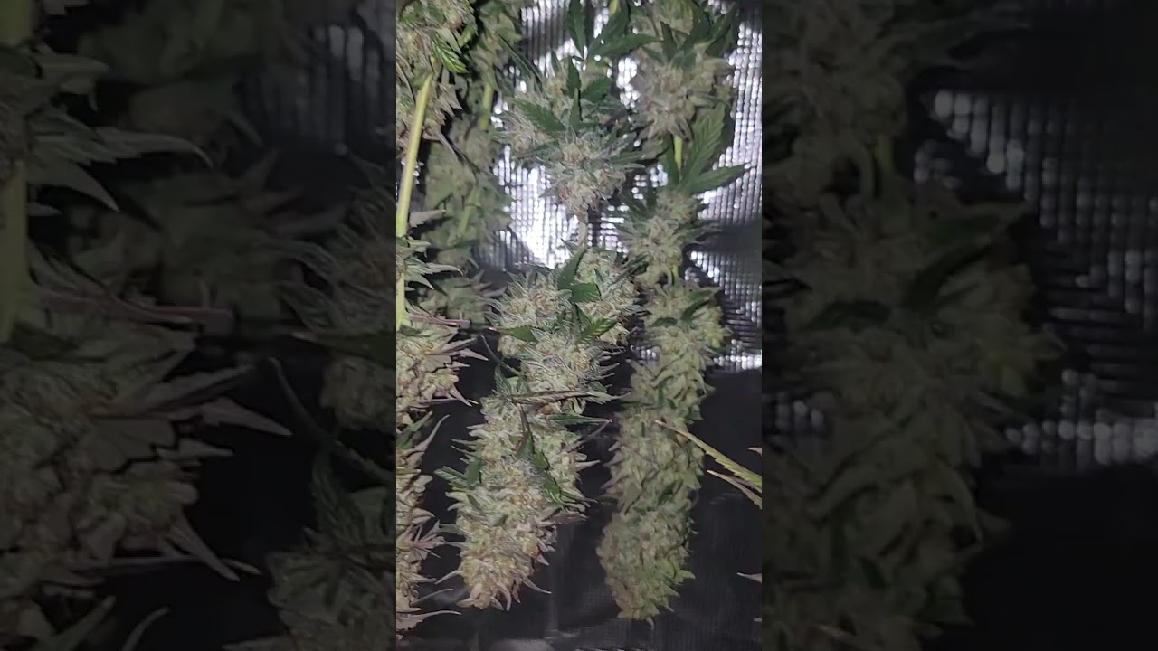 3 strain harvest! OG KUSH /SPECIAL KUSH/ LA RUNTZ