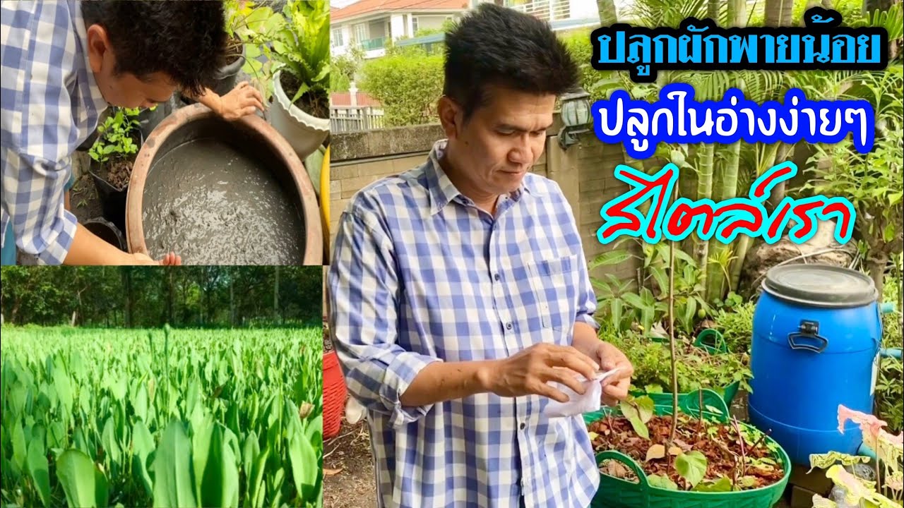 ปลูกผักพายน้อยในอ่างน้ำ
