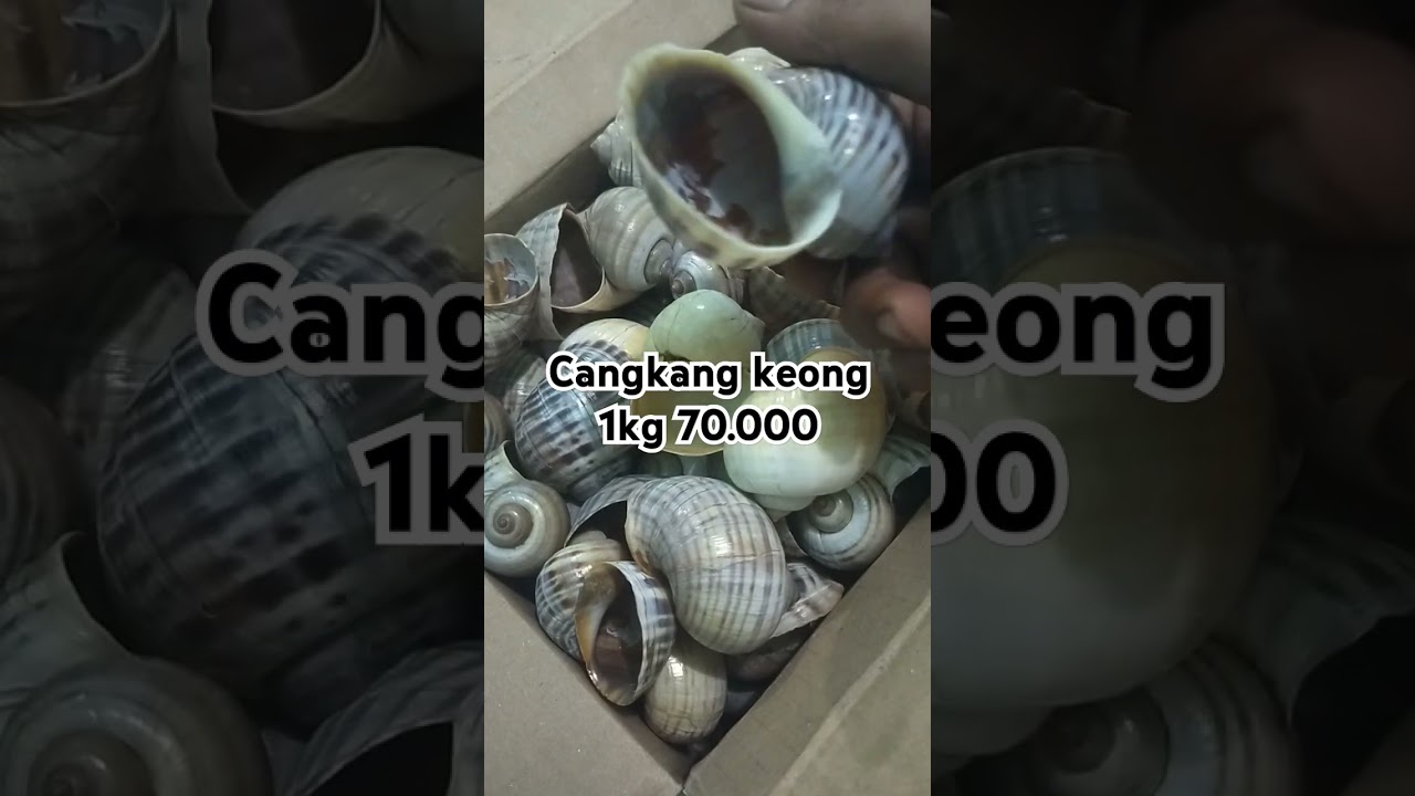cangkang keong #keong #cangkang