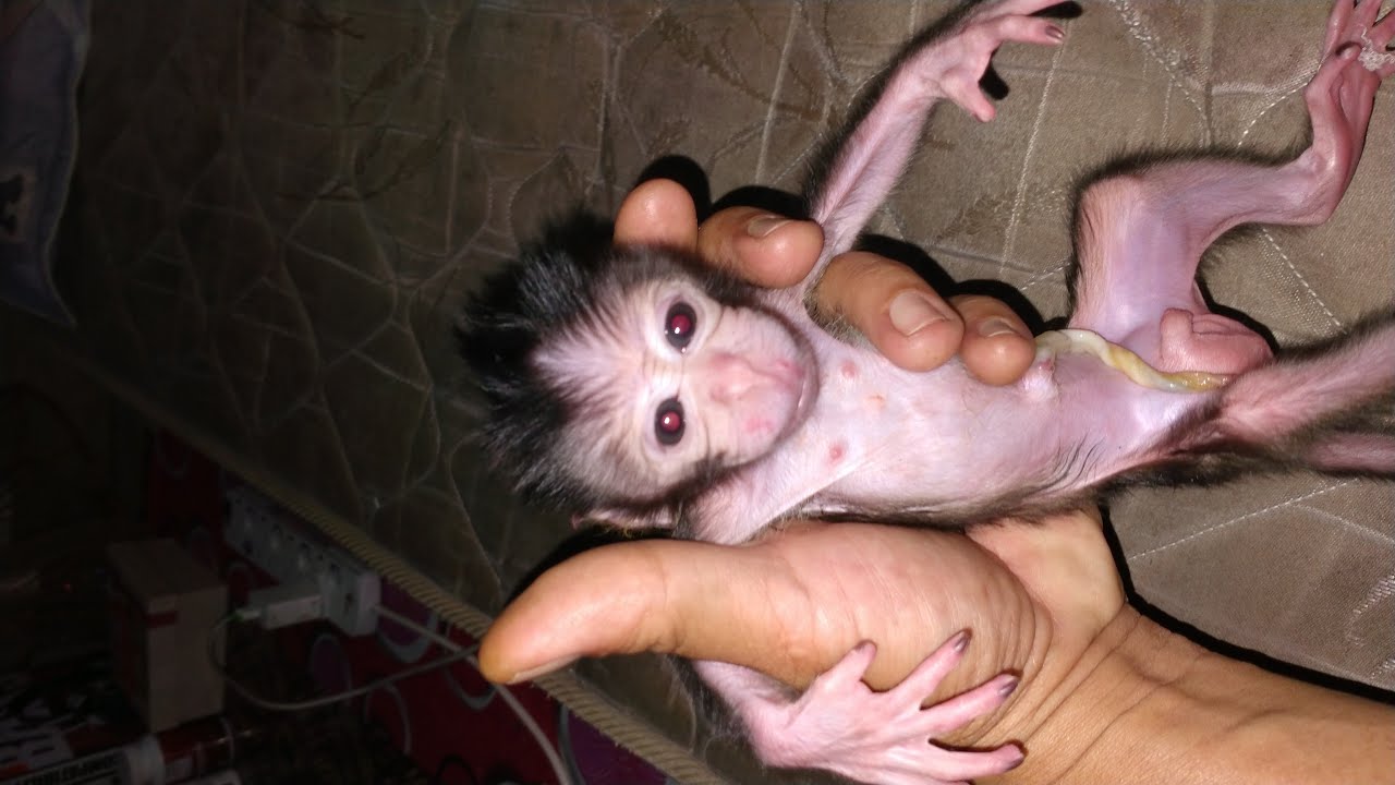 MONKEY