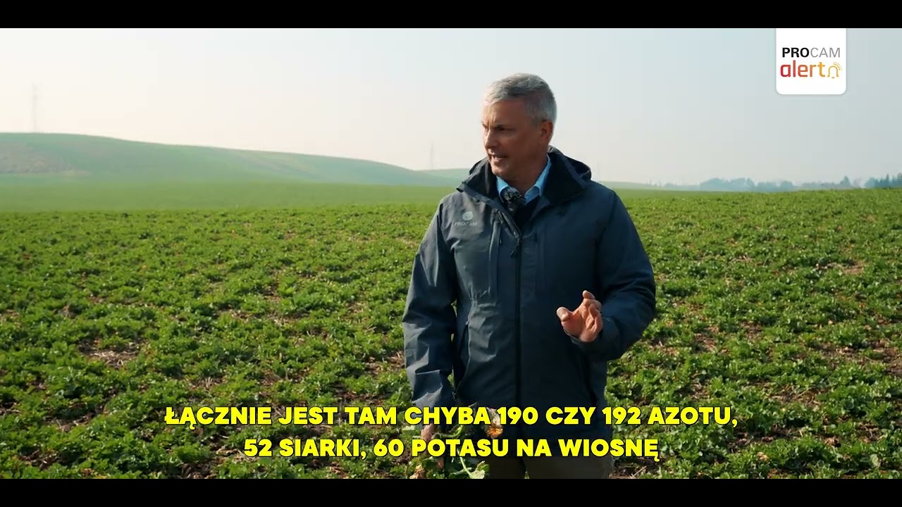 Rzepak LG Baracuda na Pomorzu, jak wygląda plantacja w technologii PROCAM #procamalert #rzepak2025
