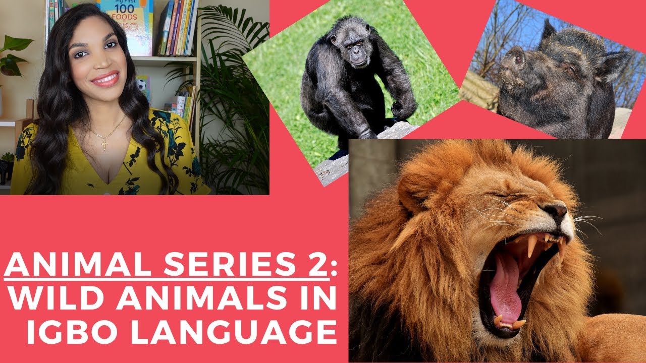 Animal Series 2 - Learn the names of Wild Animals in Igbo Language