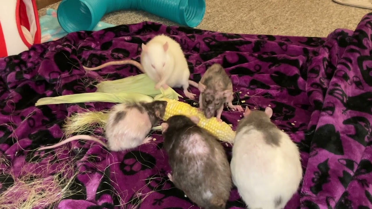 6 Rats devour an ear of corn..and that's that! (ASMR)