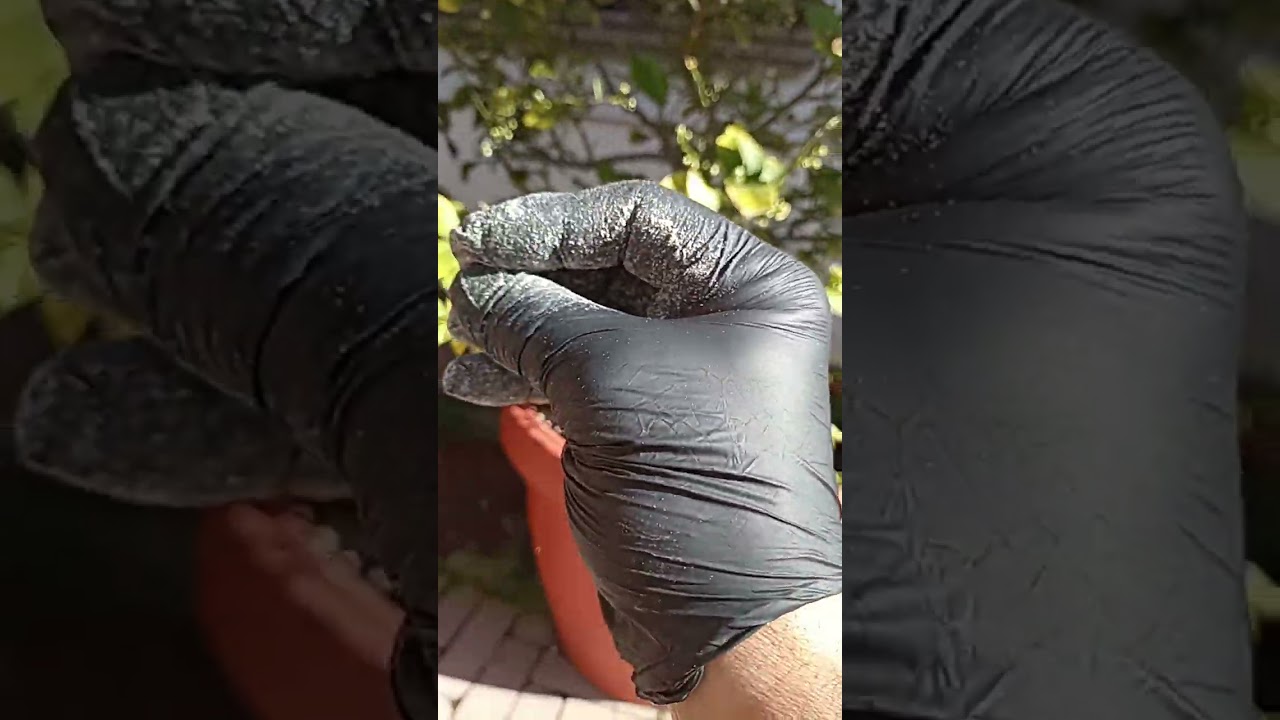 LIMONI ..LUPINI MACINATI COME FERTILIZZANTE. BIO ❤️