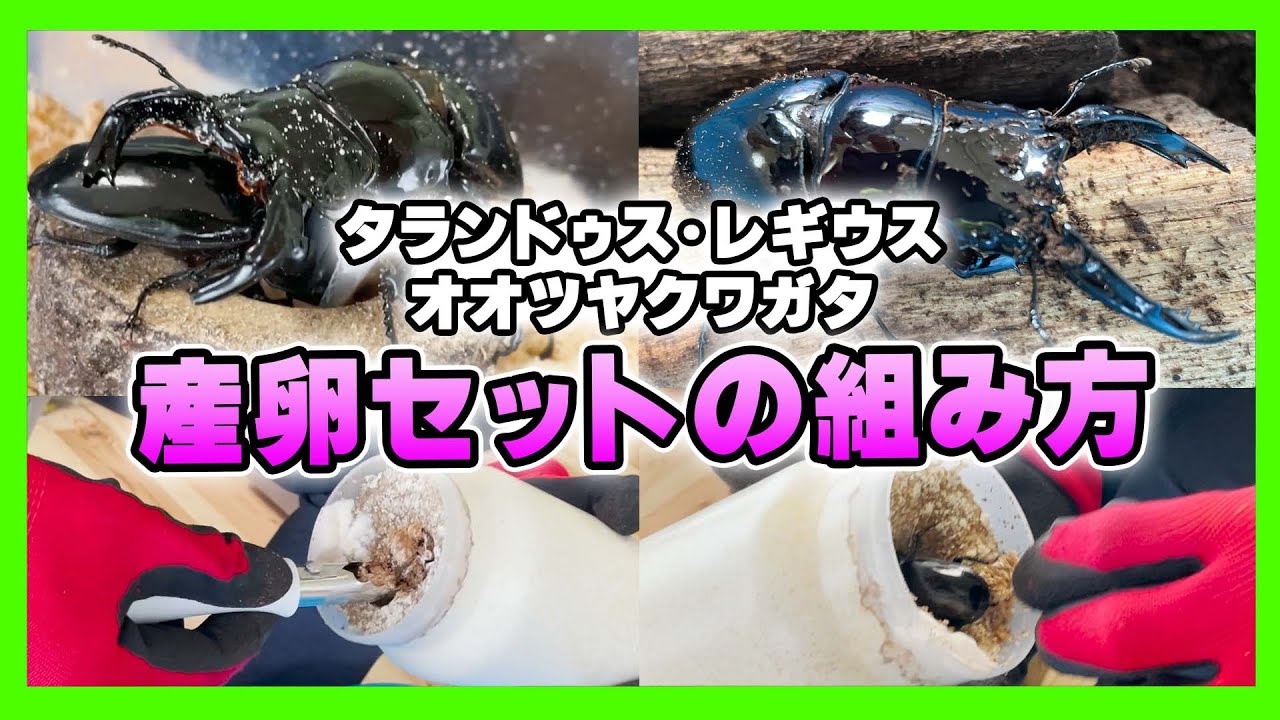 【初心者向け】簡単♪タランドゥスオオツヤクワガタの産卵セットの組み方