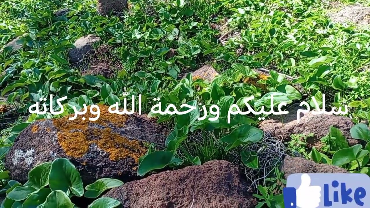 مشينا في رحله للجبل كورغو الرائع الاجواء ما نقول لكمش يا سلام 🌲🌲🌲🌲🌲