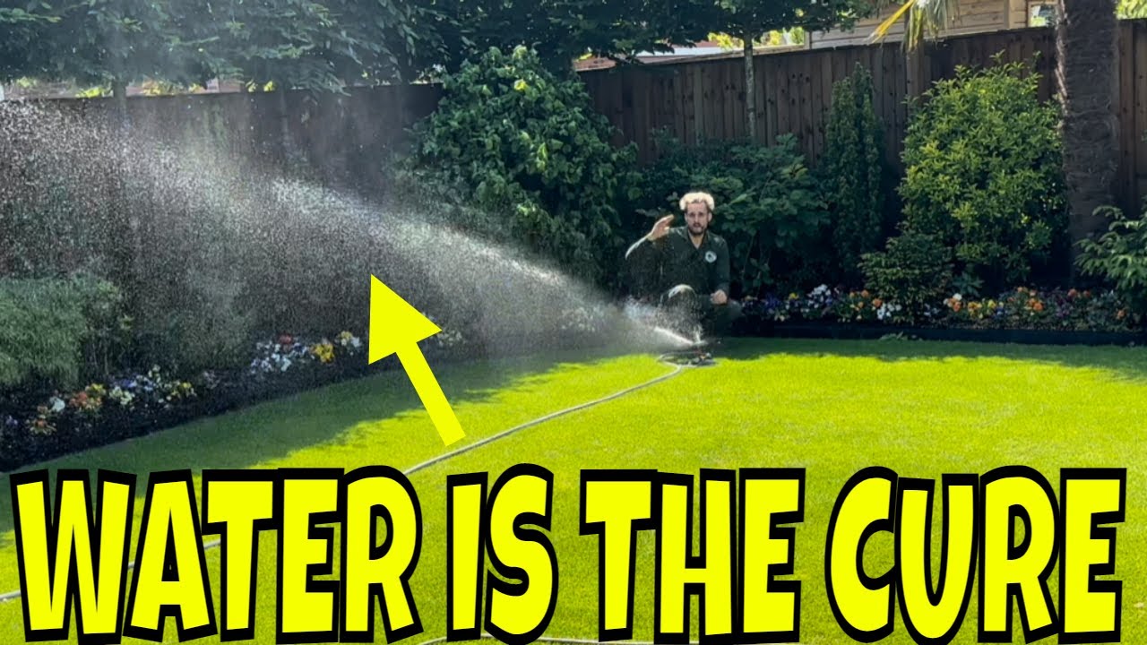 HELP! My Lawn is GOING BLACK /Most people don't know how to FIX this