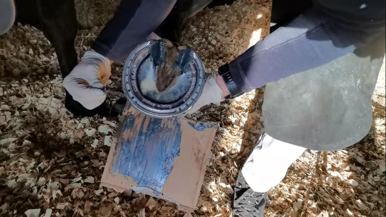 GLUE ON HORSE SHOE FOR RACEHORSE
